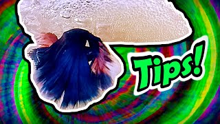 6 BETTA FISH BREEDING TIPS  STEP BY STEP  HOW TO GUIDE [upl. by Ellehsal]