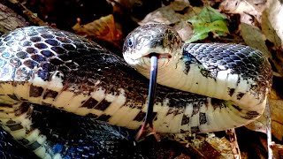 Black SnakeRattle Snake Brave enough to watch [upl. by Cordy]