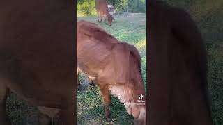 Take in cows and look sunset [upl. by Tail815]