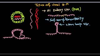 15 Genome structure of virus [upl. by Raila]