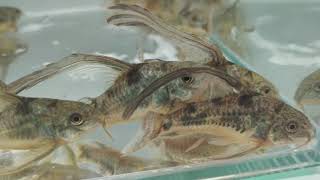 Ikan Corydoras Paleatus Slayer 46 cm Long Fin IKANESIA FRESHWATER FARM [upl. by Laehcor]