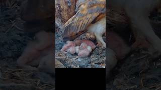 barnowl owl baby chick メンフクロウ フクロウ 赤ちゃん 雛 shorts DirectoNatura [upl. by Columba324]