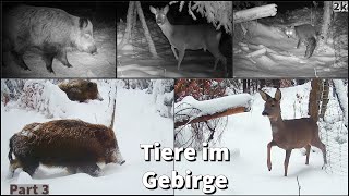 Tiere im Gebirge vor der Wildkamera Part 3 [upl. by Eibrik]