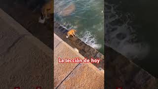 Mascotas más inteligentes que el humano lomitos mascotas reflexion [upl. by Dnomasor545]