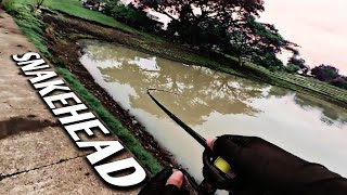 SNAKEHEAD Fishing in Philippines  Dalag Hunting  Kastking Crixus Dark star BC [upl. by Sama]