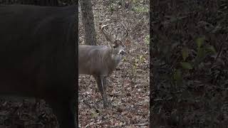 🏹 🦌 What is the Craziest Deer youve ever shot [upl. by Aikaz413]