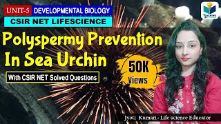 Fertilization in sea urchins [upl. by Hagai]