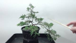 BonsaiRohlingHandelswareWacholder Juniperus [upl. by Tezil]