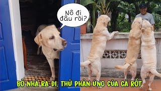 Bỏ nhà ra đi thử phản ứng của Củ Cải Kim Chi và Cà Rốt [upl. by Zamir822]