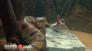 🔴 LIVE at the ZOO Green Anaconda [upl. by Roose]