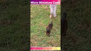 Goshala video farming animals india youtube dance viral trending [upl. by Hairahcez]