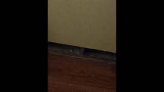 Baseboard repair stinky glue 😯 [upl. by Eldrida393]