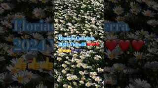 Floriade Canberra 2024 Video5 ❤️❤️❤️👍👍👍🇦🇺🇦🇺🇦🇺 [upl. by Ikila]