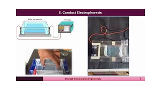 Immunology Lecture Series 6 Rocket Immunoelectrophoresis [upl. by Spancake529]