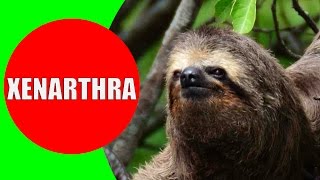 Xenarthrans – Anteater Sloth Armadillo Sounds Videos and Photos  Educational Video for Kids [upl. by Nealey]