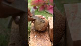 Best asmr remove coconut from Shell [upl. by Ayotel]