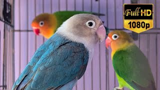 Love birds chirping sound and singing sound and relaxing sound HD video 28 love birds life 65 [upl. by Eentroc951]