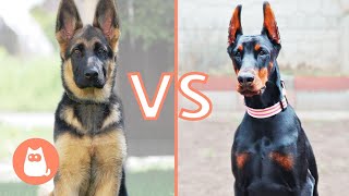 Berger allemand VS Dobermann 🐶⚡ Lequel choisir [upl. by Adahs]