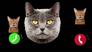 ANGRY CAT RINGTONE PHONE angry catringtone but famous phone ringtones [upl. by Eanwahs949]