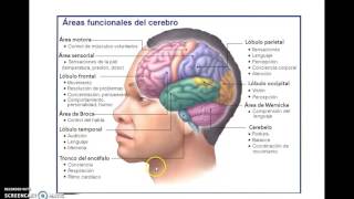 Procesos Cognitivos [upl. by Fink]