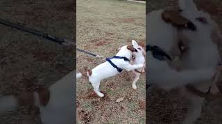 UFC DOG SE LIGA NO FAIXA PRETA  APOIE COM LIKE shorts shortsvideo jiujitsu ufc dogshorts [upl. by Frasco]