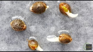 Cannabis Seed Germination Tutorial Mel Frank amp Derek Gilman  Ganjier [upl. by Ryder]