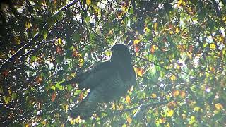 Filmpje 2 van een buizerd in het Prinsenpark Woensdag 23 oktober 2024 [upl. by Refinneg]