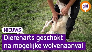 Mogelijk grootste wolvenaanval in Nederland Een groot slagveld [upl. by Nitreb]