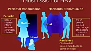 Hepatitis B  Medical PowerPoint Presentation [upl. by Nelsen213]