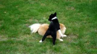 Karelian Bear Dog amp Spitz Wrestling [upl. by Notlih481]