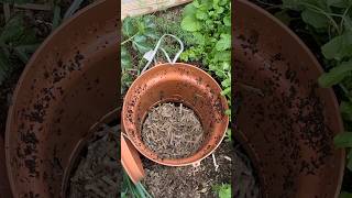 Inground Worm Composting in Garden Bed Easy Home Composting with earthworms [upl. by Mascia436]