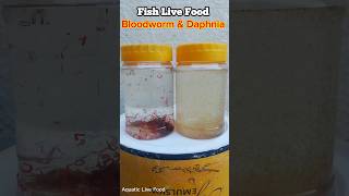 Bloodworm amp Daphnia Fish Best Live Food  Aquatic Live Food [upl. by Hcirdla]