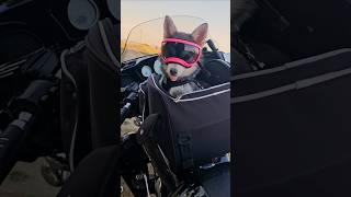 Pomsky puppy on a motorcycle pomsky motordogz doglife [upl. by Wyly]