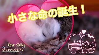 出産中 ① （苦手な方はスルーを） ♪ハムスター♪ Under childbirth Hamster [upl. by Delle]