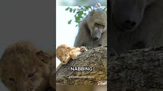 Why Do Baboons Kidnap Lion Cubs shorts animaldocumentary baboon animal [upl. by Larrad]