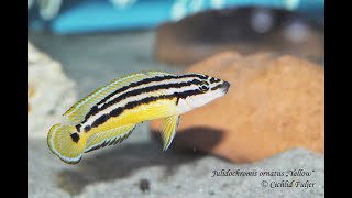 Julidochromis ornatus quotYellowquot [upl. by Pedro]