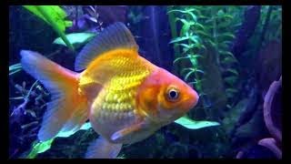 Goldfish tank relaxing video no1 [upl. by Eimot473]