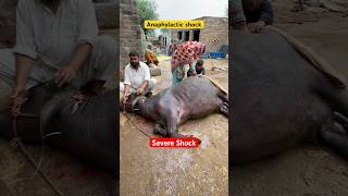 Anaphylactic shock Septicaemia  how vet saved buffalo near to death cow animals animalmedicine [upl. by Stalk]