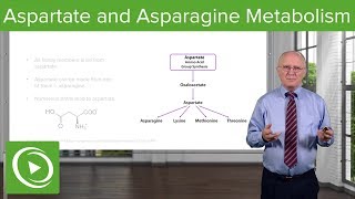 Aspartate Family and Asparagine Metabolism – Biochemistry  Lecturio [upl. by Zilvia725]