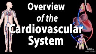 Cardiovascular System Overview Animation [upl. by Matrona355]