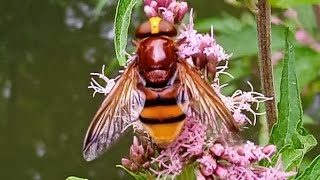 Volucella zonaria  Poda 1761  Syrphidae  Volucelle zonée quotgrosse syrphequot [upl. by Lennahs]