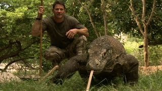 Largest Lizard on Earth  The Komodo Dragon  Deadly 60  Indonesia  Series 3  BBC [upl. by Piers452]