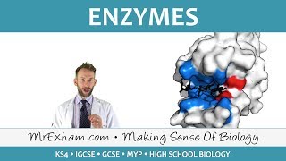 Enzymes  GCSE Biology 91 [upl. by Fransisco]