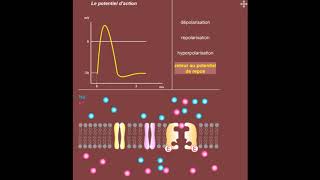 Physiologie Générale  Potentiel daction des Neurones [upl. by Radec900]