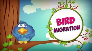 Bird Migration  Bird Facts  Animal Facts for Kids  Bird Facts For Kids  Why Do Birds Migrate [upl. by Sibley636]