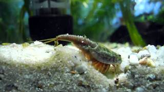 Triops bei der Eiablage [upl. by Aleirbag378]