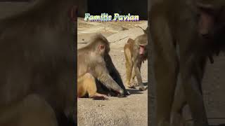 Familie Pavian Zoologische Woche Das Verhalten der Paviane 🐒El Comportamiento de los babuinos 🐵 [upl. by Mcneil]