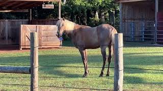 Horse plays with squeaky chicken funnyhorsevideos [upl. by Sansone]