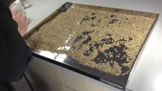 How To Sort Lentils Dried Beans or Other Legumes [upl. by Eseela]