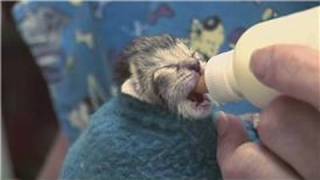 Kitten amp Cat Care  How to Raise JustBorn Kittens [upl. by Ainsley667]